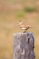 Galerida cristata riggenbachi