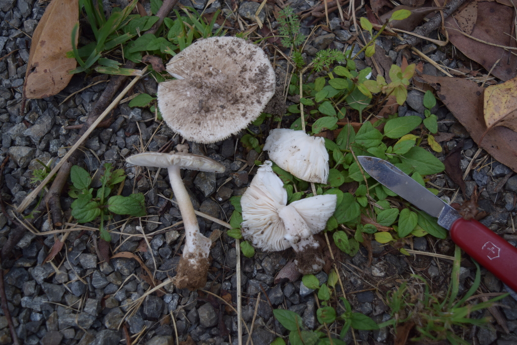 Amanita marmorata · February 2026 · photo: © davidwhyte (iNaturalist, cc-by-sa)
