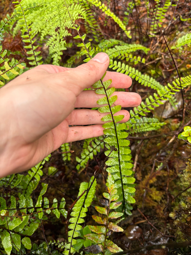 Asplenium normale, 2026-02-03