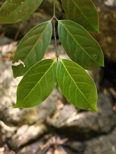 Euonymus indicus observed 2026-02-04