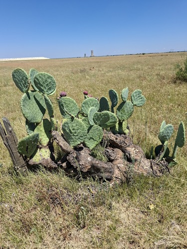 nopal tapón