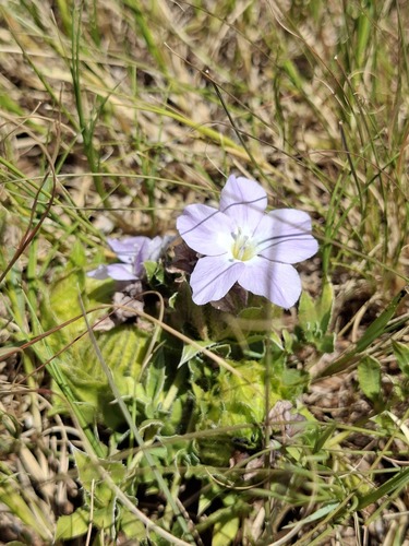 Barleria macrostegia