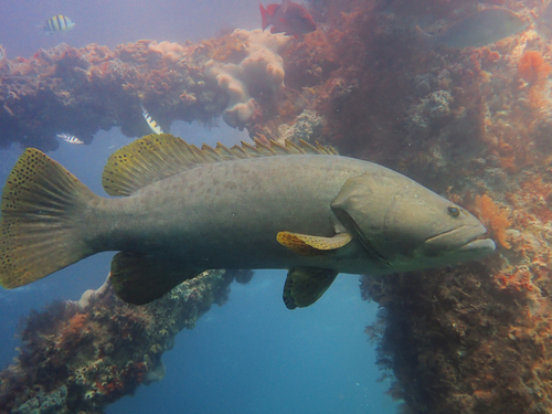 Giant Queensland grouper