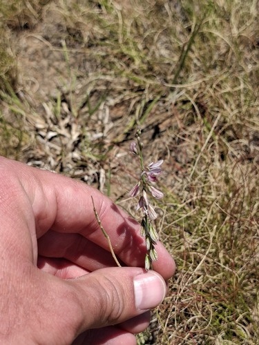 small purple broom