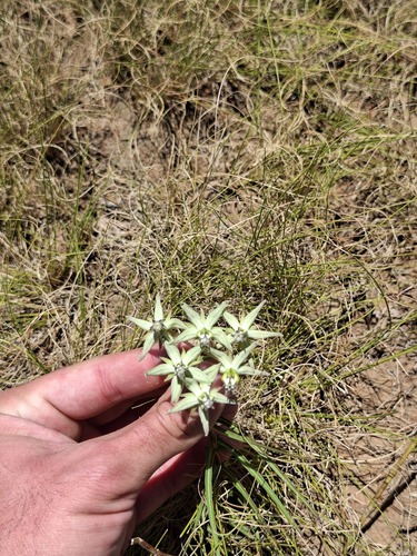 Large Turret flower