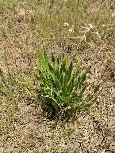sand lily