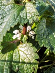 Lamium moschatum