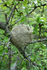 Leucospis gigas