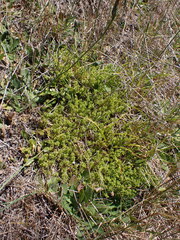 Tufted Knawel (Scleranthus fasciculatus)
