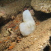 White Sea-Squirt - Photo (c) Bill Larnach, some rights reserved (CC BY-NC-ND)