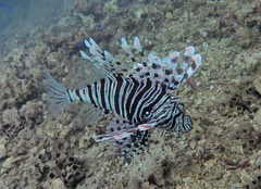 Pterois russelii
