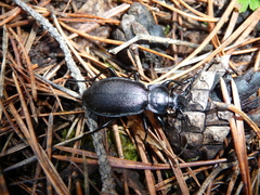 Carabus aeruginosus