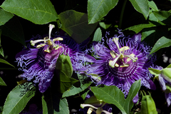 Passiflora incarnata × cincinnata