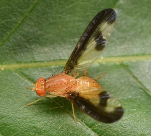 Antlered Flutter Fly photo 3
