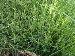 Scleranthus brockiei, photograph (c) Nina Kerr, some rights reserved (CC BY)