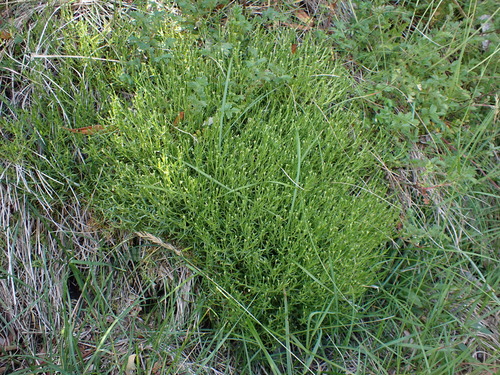 Scleranthus brockiei, photograph 6