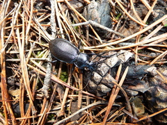 Carabus aeruginosus