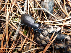 Carabus aeruginosus