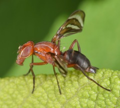 Tritoxa incurva