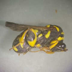 Leucospis gigas