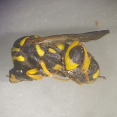 Leucospis gigas