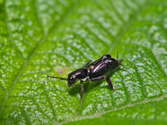 Tridactylidae