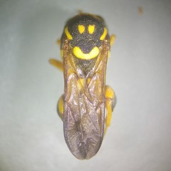 Leucospis gigas