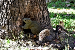 Callosciurus erythraeus thaiwanensis