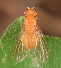Neogriphoneura
