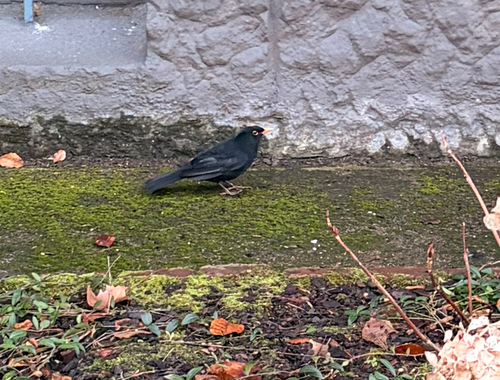 Common Blackbird
