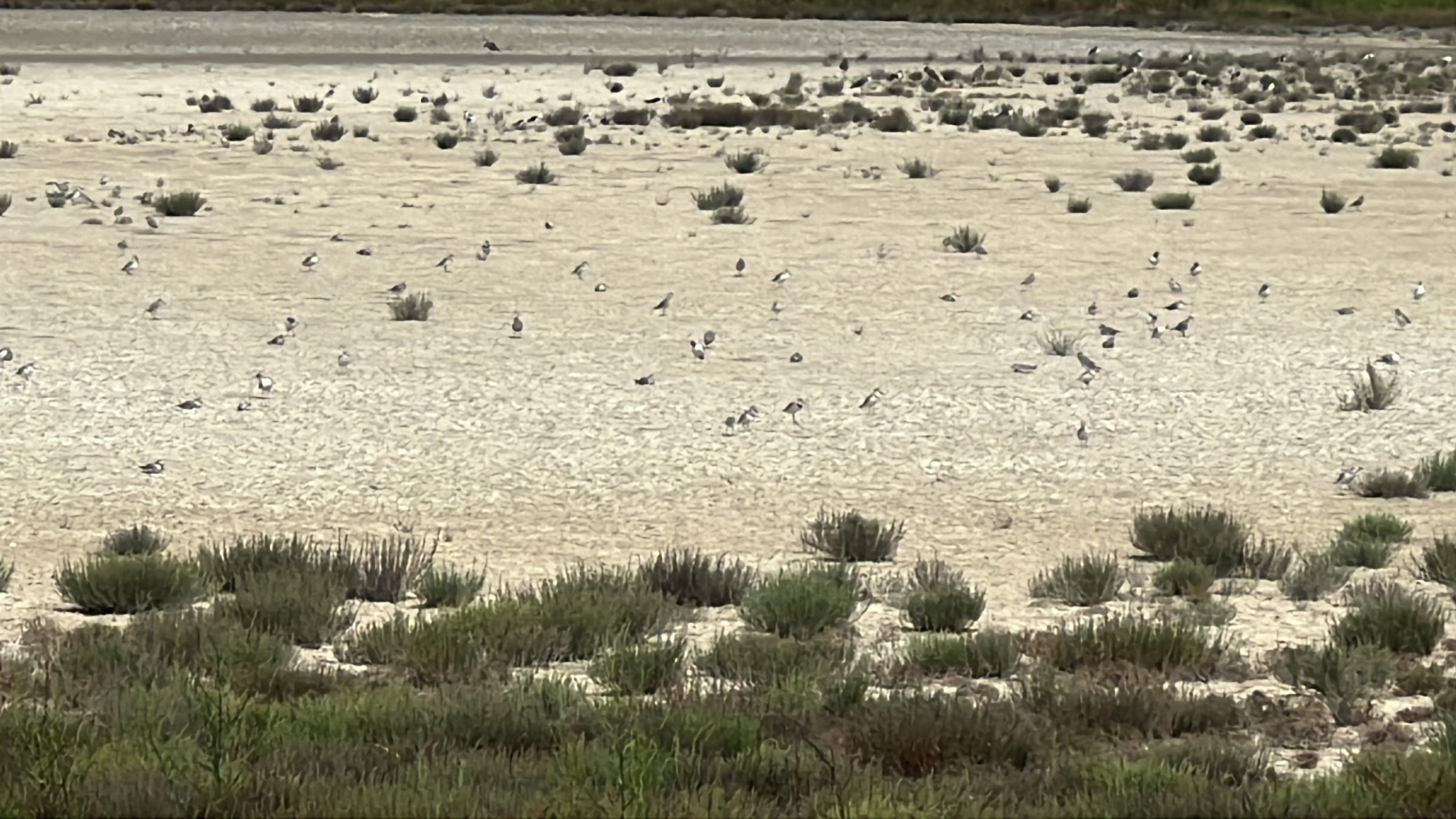 Wrybill (Anarhynchus frontalis), photo 1