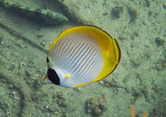 Chaetodon adiergastos