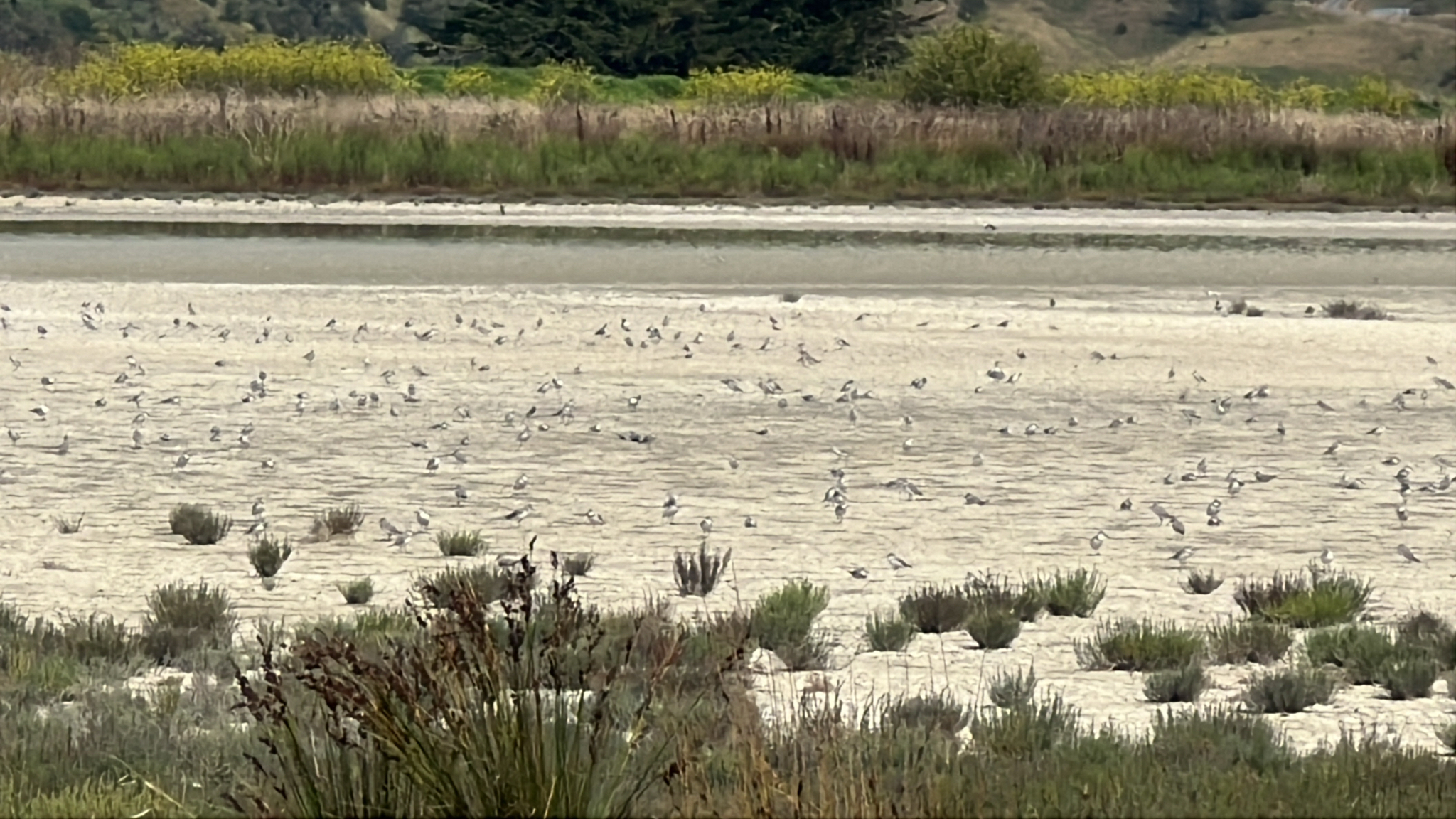 Wrybill (Anarhynchus frontalis), photo 2