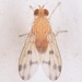 Homoneura - Photo (c) skitterbug, osa oikeuksista pidätetään (CC BY), lähettänyt skitterbug