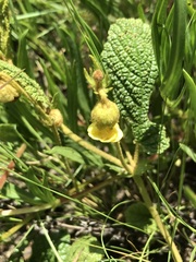 Hermannia transvaalensis