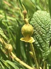 Hermannia transvaalensis