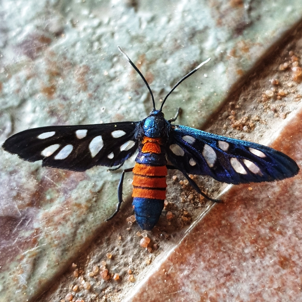 Amata phaeobasis