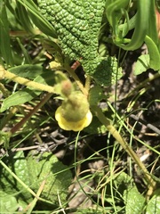 Hermannia transvaalensis