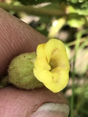 Hermannia transvaalensis