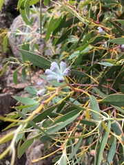 Eucalyptus coccifera