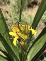 Hypoxis obtusa