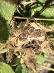 Hibiscus aethiopicus
