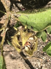 Hibiscus aethiopicus