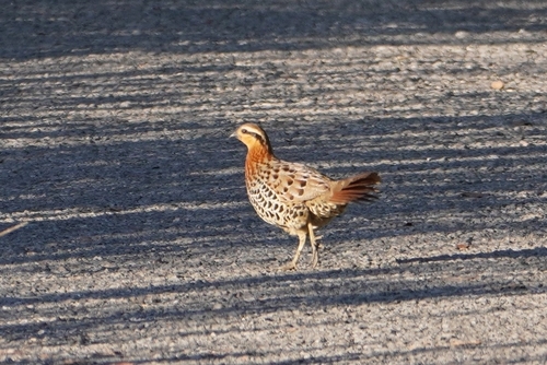 Mountain Bamboo Partridge (Bambusicola fytchii), photo 2