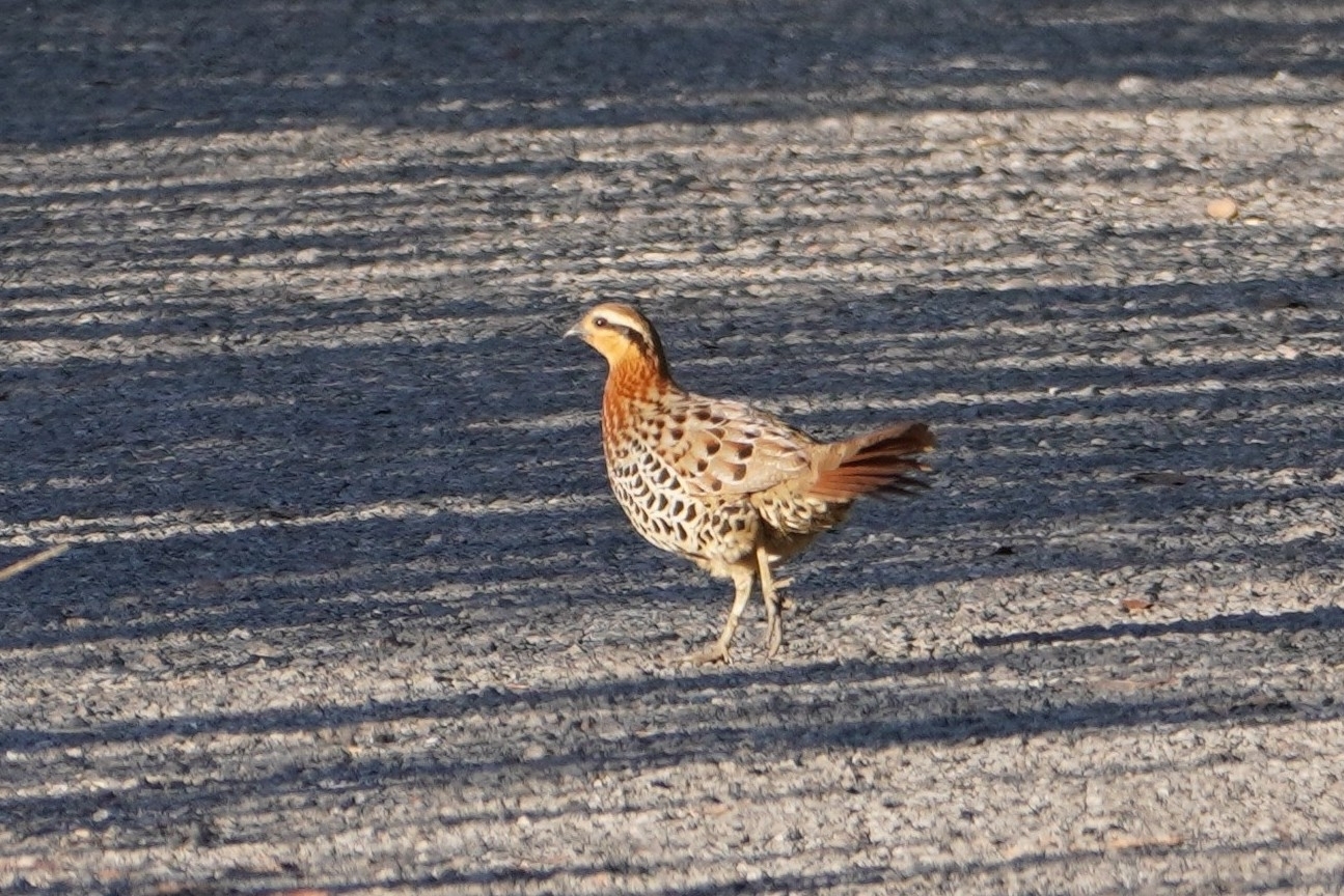Mountain Bamboo Partridge (Bambusicola fytchii), photo 2