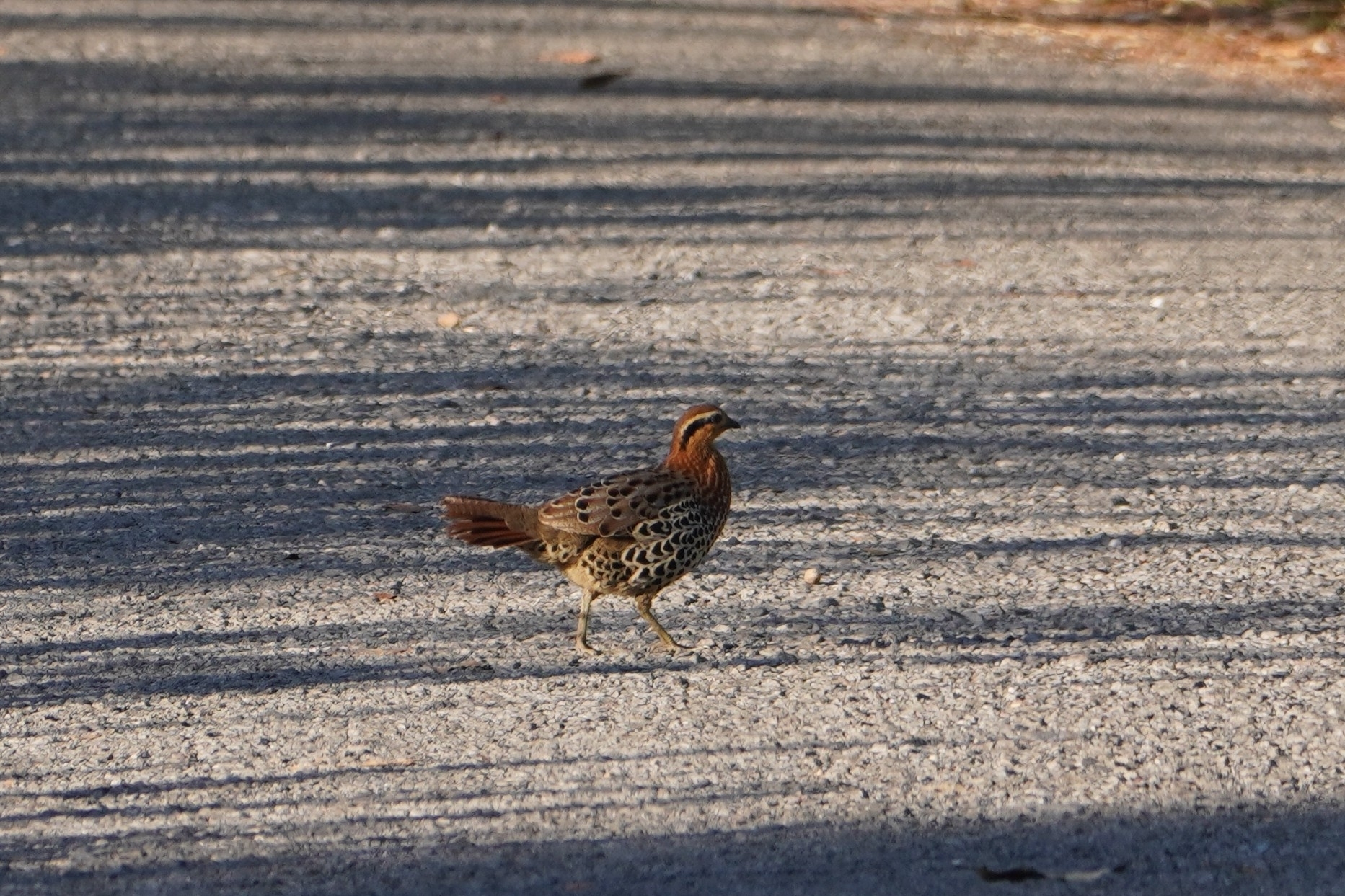 Mountain Bamboo Partridge (Bambusicola fytchii), photo 3