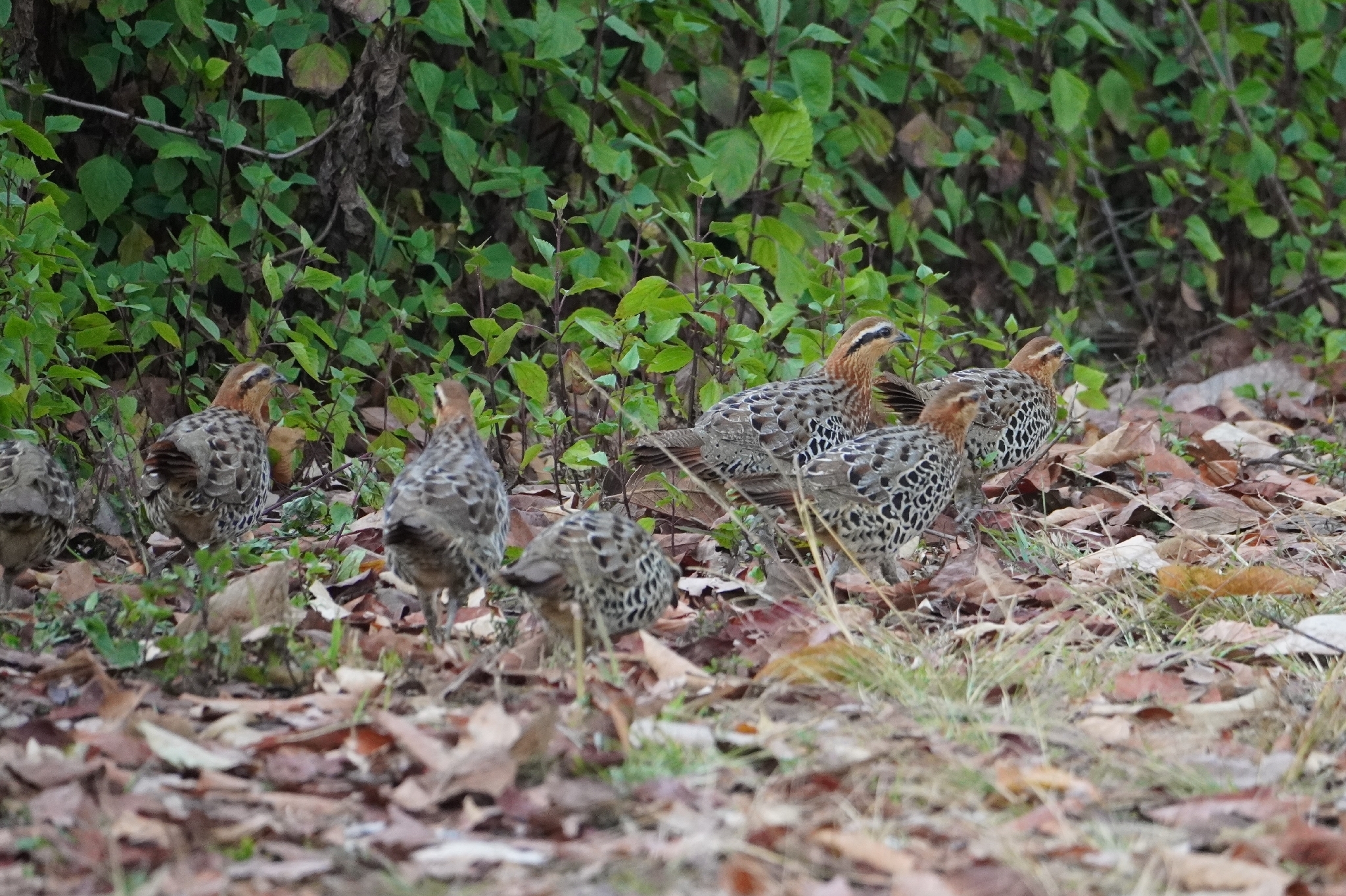 Mountain Bamboo Partridge (Bambusicola fytchii), photo 4