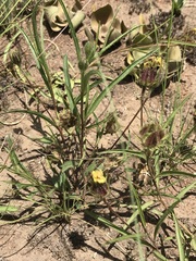Hibiscus microcarpus