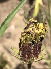 Hibiscus microcarpus