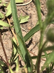 Hibiscus microcarpus